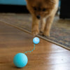 Pet Ball